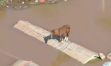 brown horse stands on strips of land surrounded by water