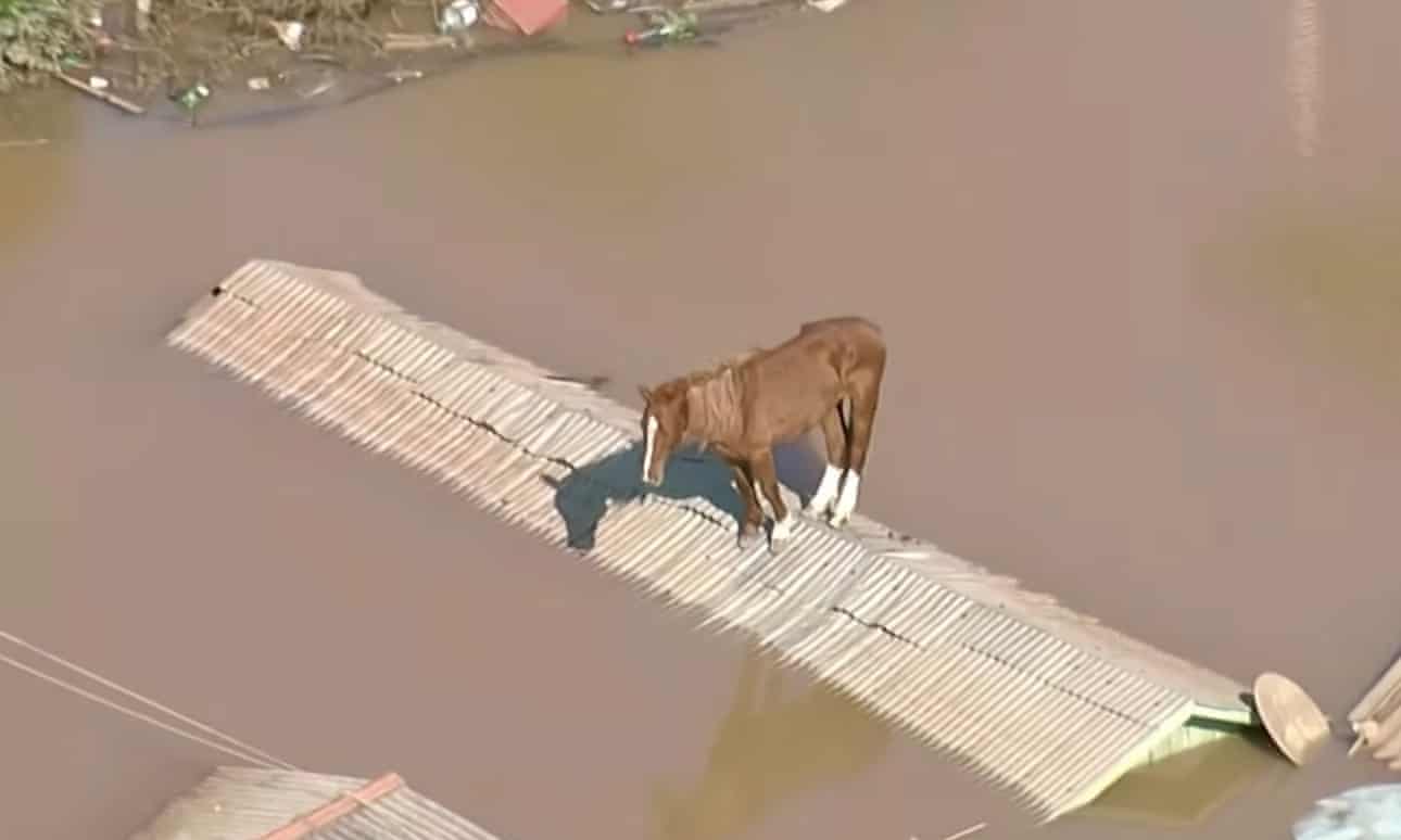 Inundaciones en Brasil: caballo varado en el techo es rescatado mientras aumenta el número de muertos a 107 personas.