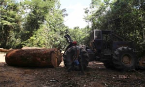 brazil amazon logging