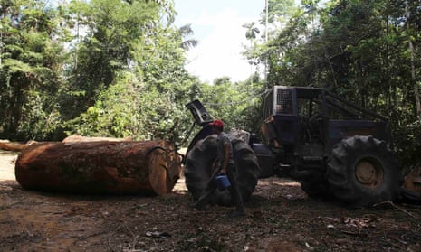 brazil amazon logging