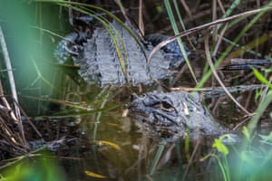 An alligator in the water