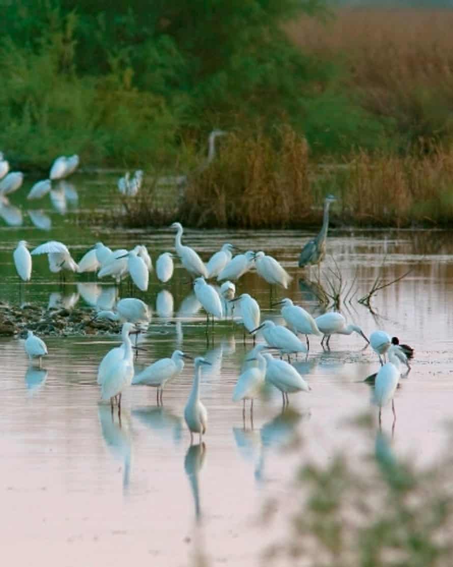 Wading birds in wetlands