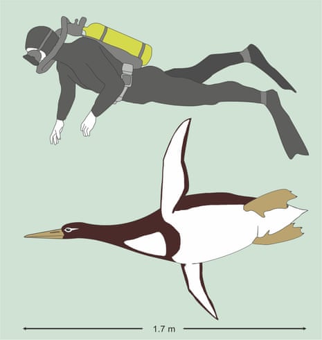This illustration shows the sizes of an ancient giant penguin Kumimanu biceae and a human being