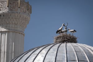 Storks stand in a nest built next to the crescent moon on the dome of a mosque