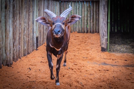 A bongo in a wooden enclosure.