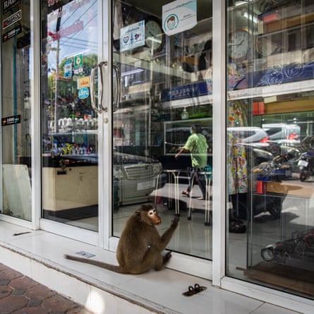 A monkey peers into a watch and clock store in Lopburi