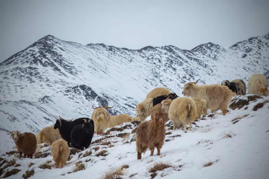 The Changra goats in the high mountains