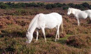 A spaceship lands in the New Forest. Of course it’s a spaceship. It’s a spaceship, period.