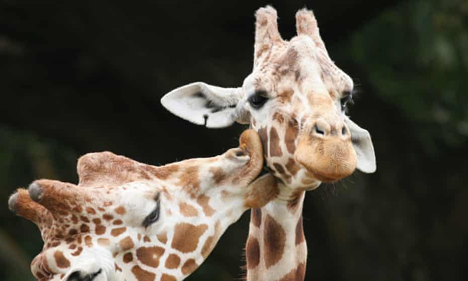 A giraffe licking another giraffe's neck