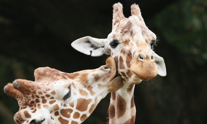 Giraffe Making Love