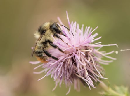 A shrill carder bee