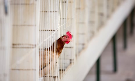 chicken looking out of cage