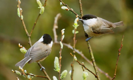 Two willow tits perch in a shrub.