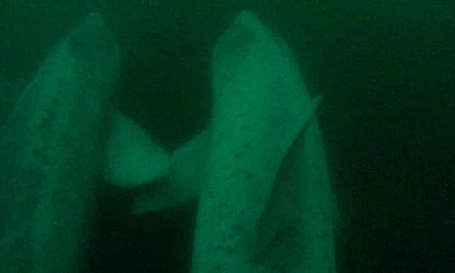 Video cameras temporarily attached to the sharks gave scientists an unprecedented view of their previously secret underwater world.