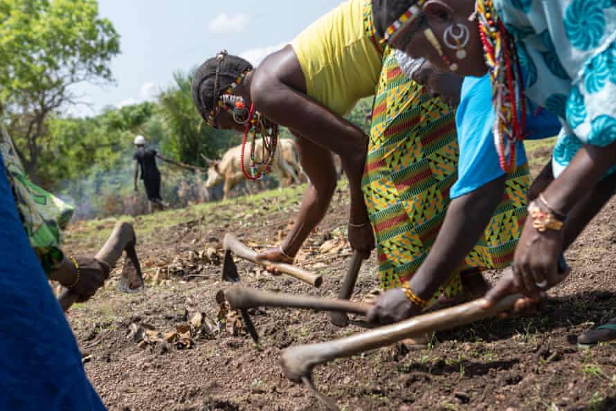 Women use hoes to rake over the soil after seeds are planted 