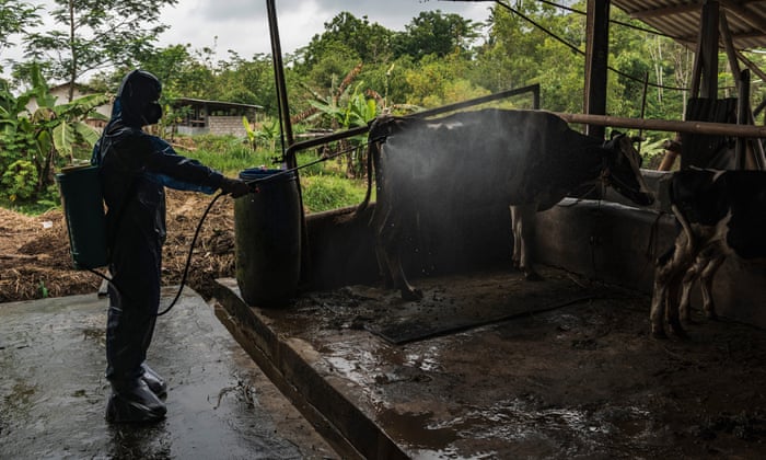 Disinfectant is sprayed on a cattle farm infected with foot and mouth disease Yogyakarta, Indonesia