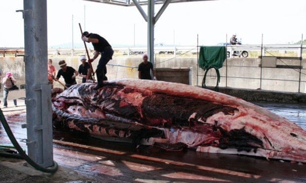 Fisheries workers butcher a Baird's beaked whale