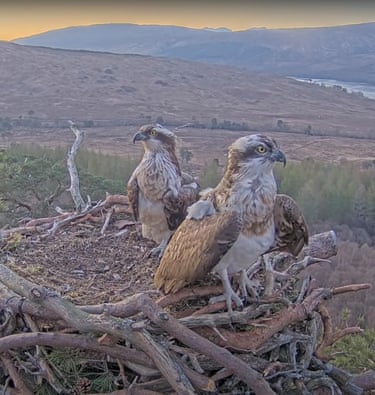 Back home … Dorcha and Louis, two ospreys, on their nest at Loch Arkaig pine forest in Lochaber, Scotland. Louis, who became an online star during the first Covid lockdown, has returned from west Africa for the summer, despite fears he might not make it back after illness. He and Dorcha have been an item since 2021