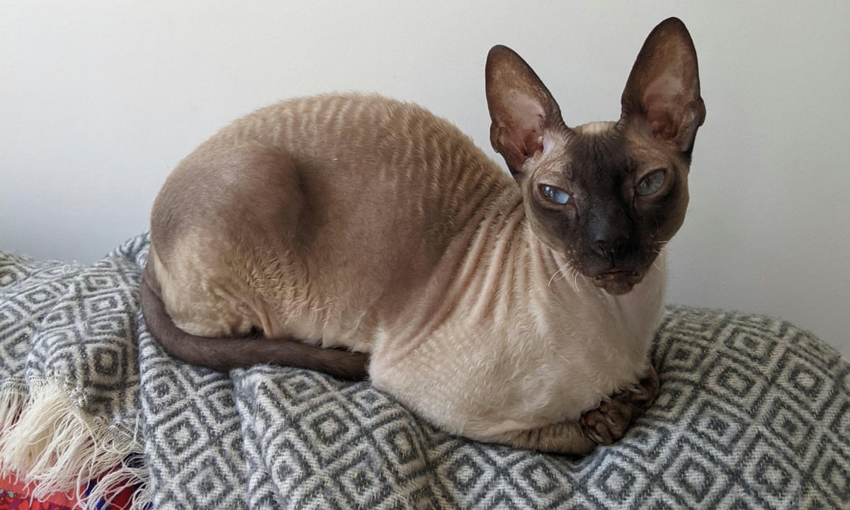 Cornish Rex Rabbit Cornish Rex