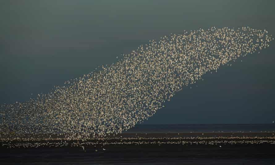 wader birds flocking over the Wash in east Anglia.