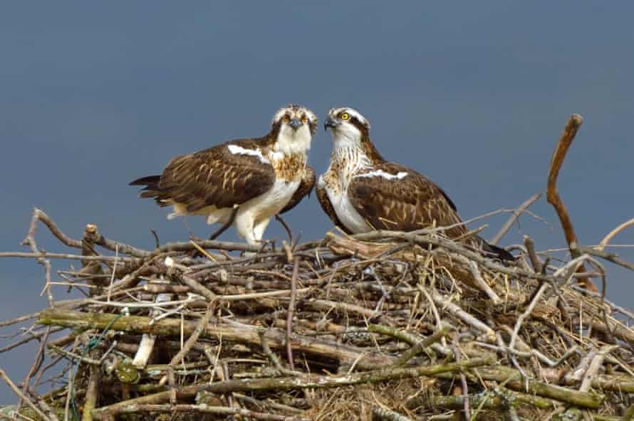 Osprey chicks in Rutland Water Nature Reserve.
