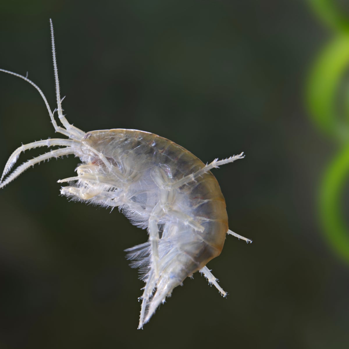 Prawn To Be Wild Cocaine Found In All Shrimp Tested In Rural Uk County Pollution The Guardian Prawn To Be Wild Cocaine Found In All Shrimp Tested In Rural Uk County Pollution The Guardian