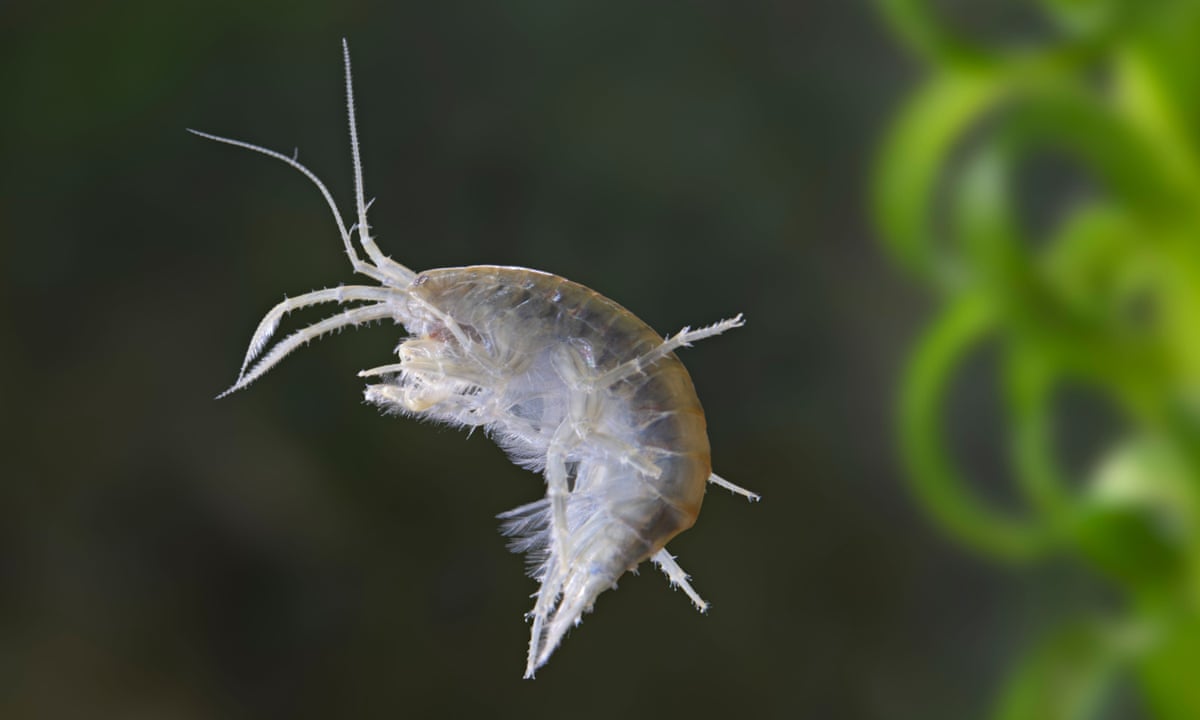 Prawn To Be Wild Cocaine Found In All Shrimp Tested In Rural Uk County Pollution The Guardian Prawn To Be Wild Cocaine Found In All Shrimp Tested In Rural Uk County Pollution The Guardian