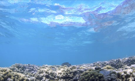 Fish swim near a head of coral in Kaneohe Bay, Hawaii