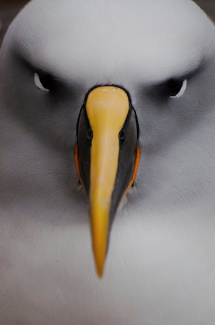 Southern buller’s albatross