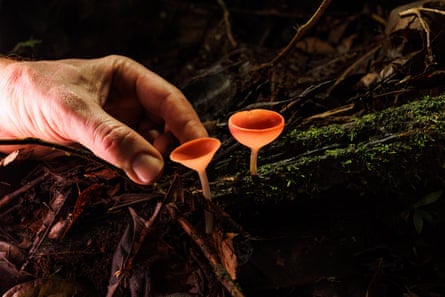 Uma mão segurando um galho com dois pequenos fungos laranja, na floresta tropical de Pastaza, Equador