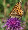 A dark green fritillary.
