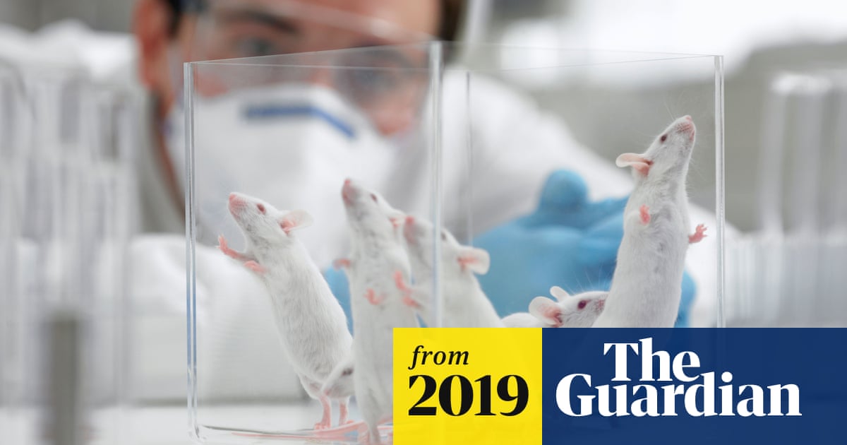 Use of male mice skews drug research against women, study finds | Medical  research | The Guardian
