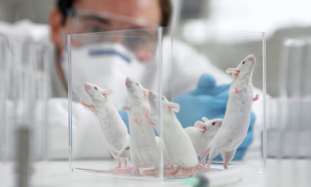 Use of male mice skews drug research against women, study finds | Medical  research | The Guardian