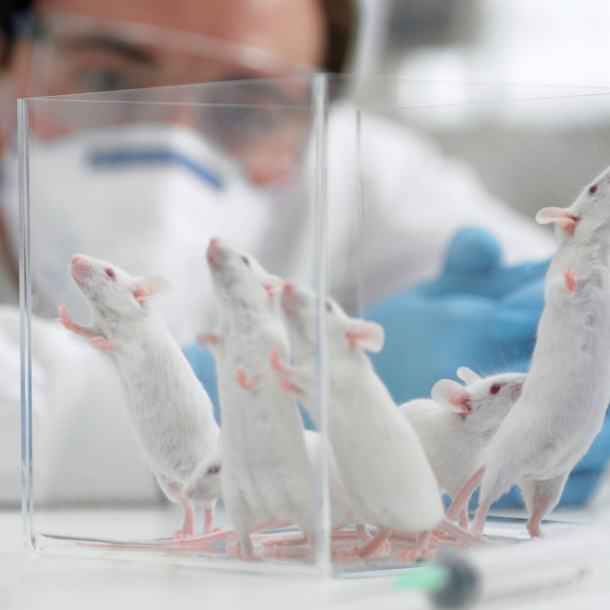 Animal Testing On Rats And Mice