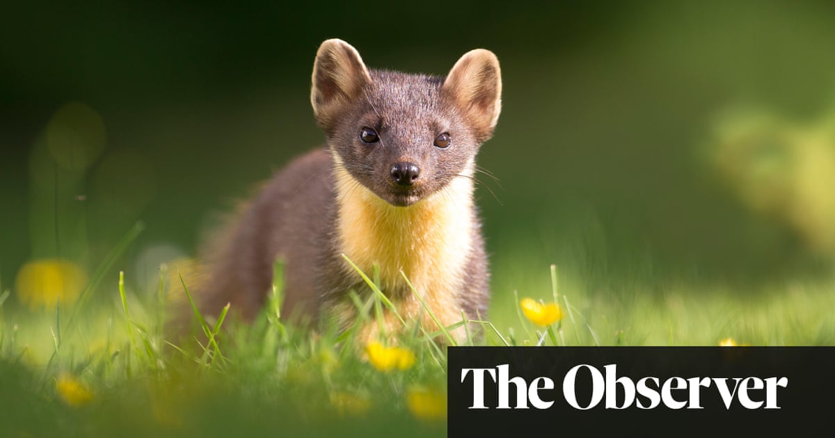 Nearly half of Britain’s biodiversity has gone since industrial revolution