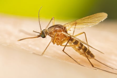 Millions of mosquitoes released in Hawaii to save rare birds from  extinction | Hawaii | The Guardian