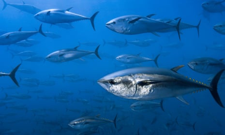 Yellowtail and albacore tuna are becoming increasingly rare, as well as bluefin.