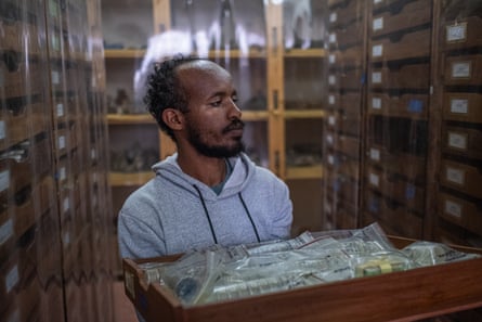 A man walks between wooden filing cabinets holding a drawer full of fossils