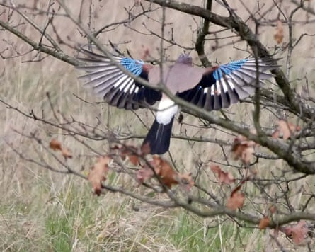 The electric-blue wing coverts of a jay.