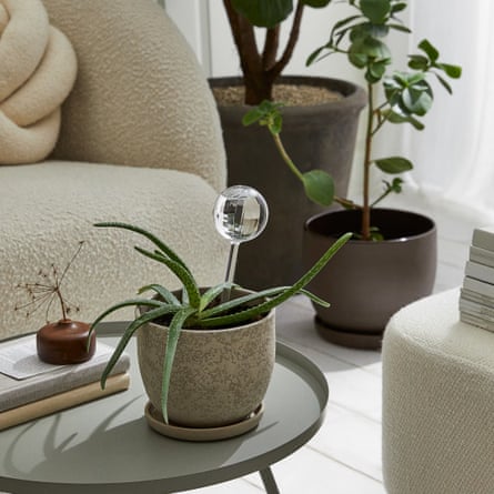 H&M Watering globe in a plant pot with a green plant on a grey coffee table