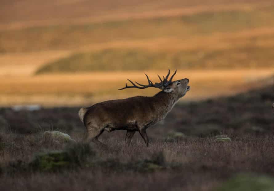 Red deer stag, autumn.
