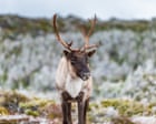 Quebec Allocates Millions Toward Caribou Conservation Amid Persistent Policy Deadlines
