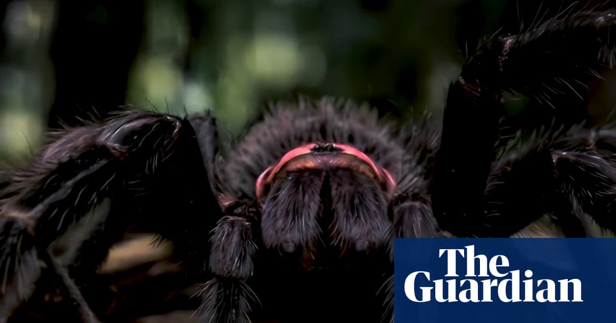 Into the spider’s lair: how an Australian film-maker made an impossible documentary with AI