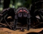 AI Generates Award-Winning Wildlife Documentary