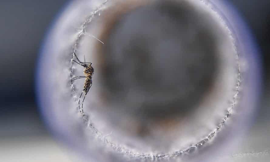 A mosquito that has been infected with a bacteria to prevent it spreading dengue, Zika and chikungunya at a laboratory in Rio de Janeiro, Brazil.