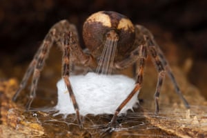 fishing spider