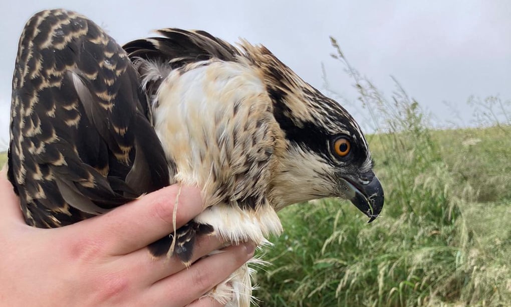 Someone holding a young osprey