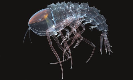 A transparent Cystisoma with a black background
