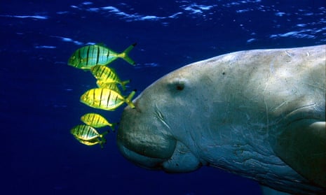 dugong and some yellow fish