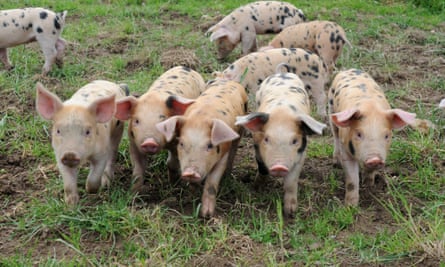 Pigs in a field at Odds Farm Park, Buckinghamshire